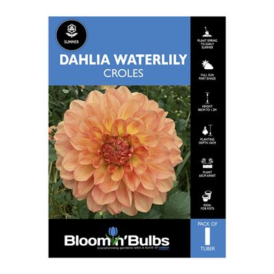 Picture of Dahlia Croles 1 Pack
