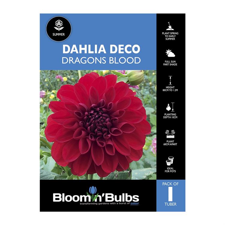 Picture of Dahlia Dragons Blood 1 Pack