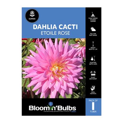 Picture of Dahlia Etoile Rose 1 Pack