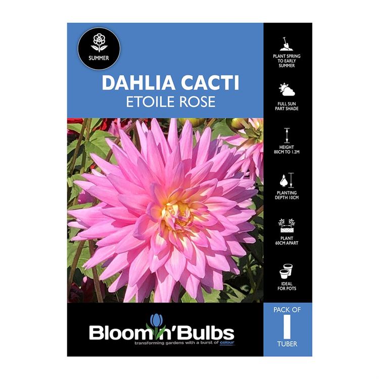 Picture of Dahlia Etoile Rose 1 Pack