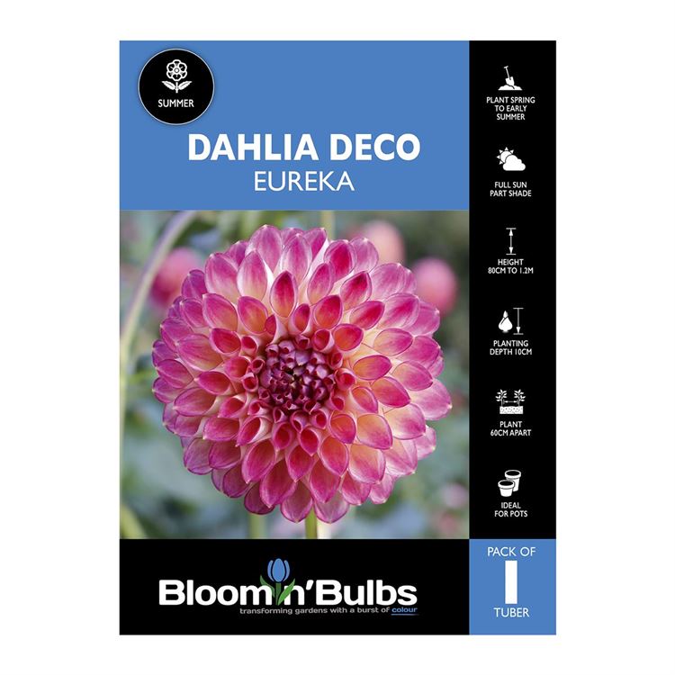 Picture of Dahlia Eureka 1 Pack