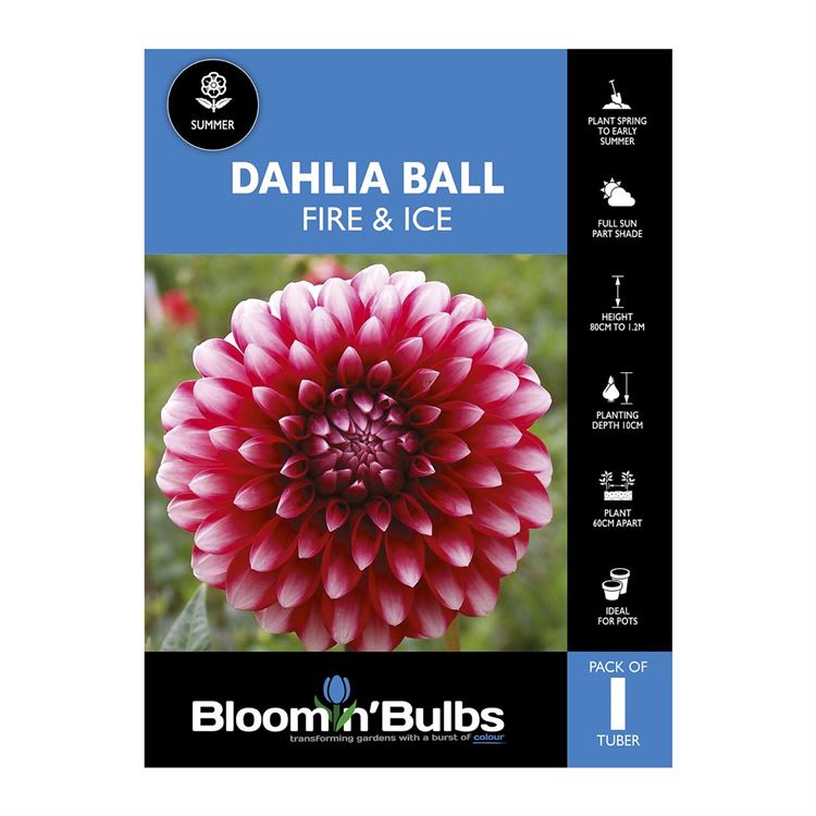 Picture of Dahlia Fire and Ice 1 Pack