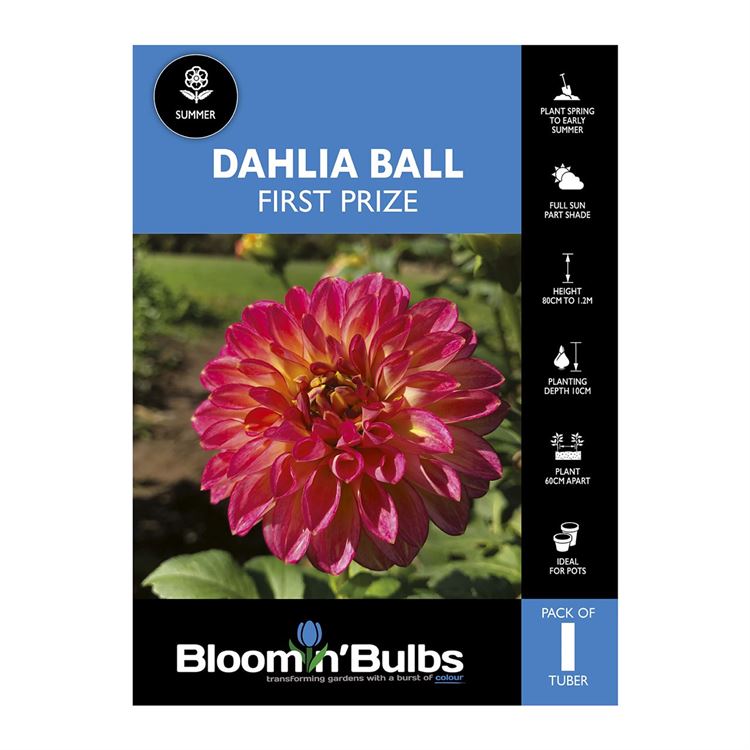 Picture of Dahlia First Prize 1 Pack