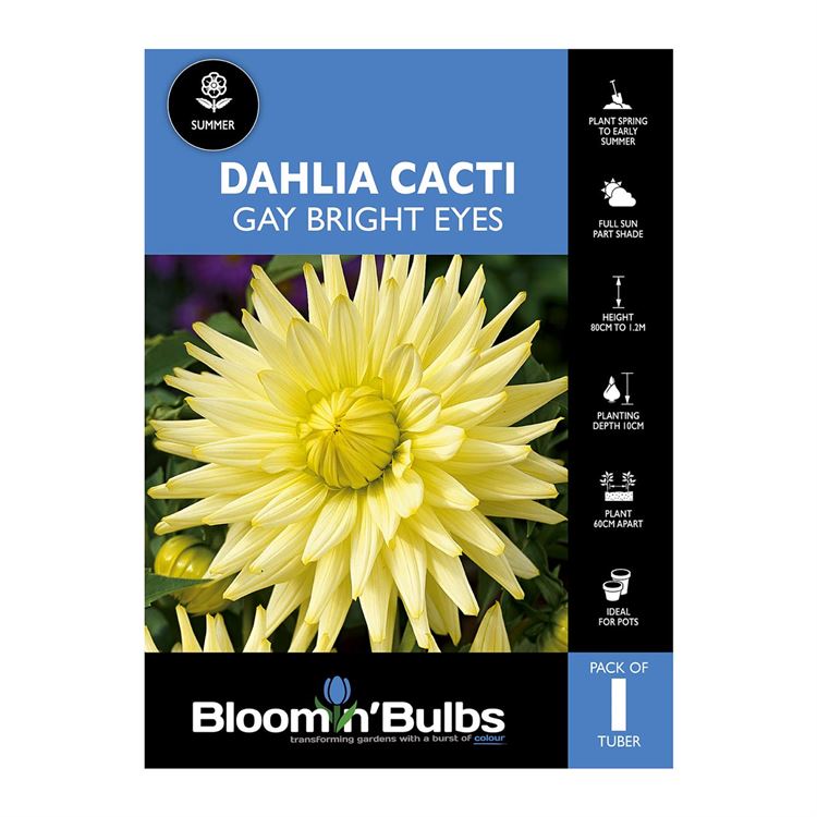 Picture of Dahlia Gay Bright Eyes 1 Pack