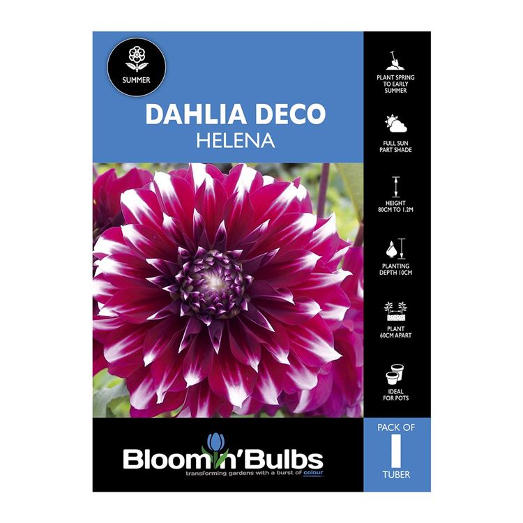 Picture of Dahlia Helena 1 Pack