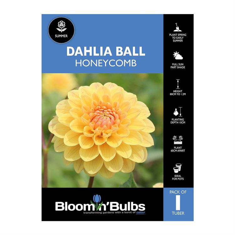 Picture of Dahlia Honeycomb 1 Pack