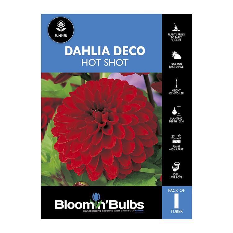 Picture of Dahlia Hot Shot 1 Pack