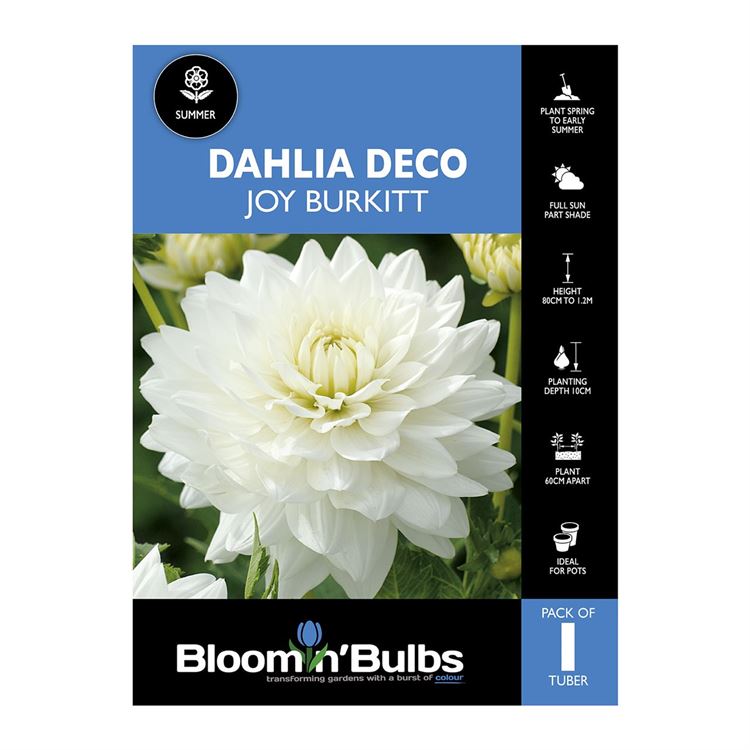 Picture of Dahlia Joy Burkitt 1 Pack