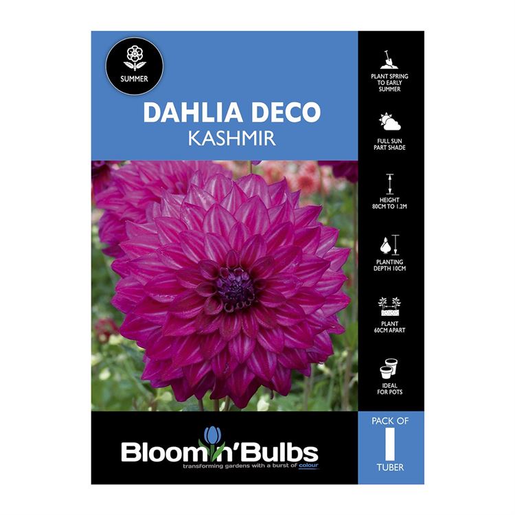 Picture of Dahlia Kashmir 1 Pack