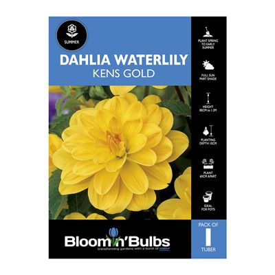Picture of Dahlia Kens Gold 1 Pack