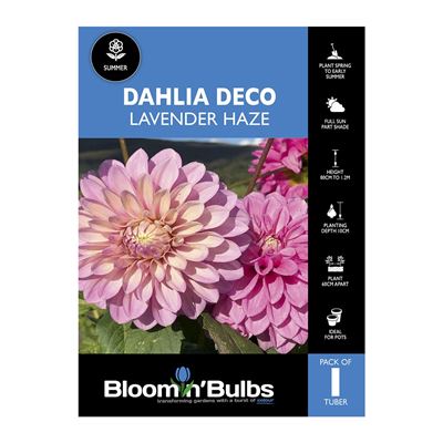 Picture of Dahlia Lavender Haze 1 Pack