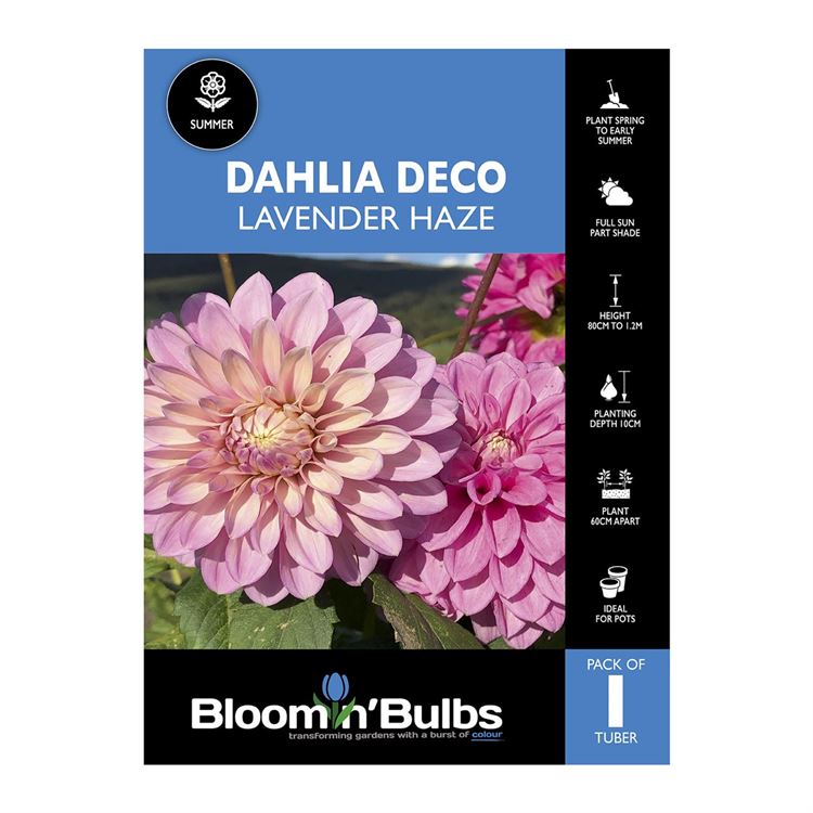 Picture of Dahlia Lavender Haze 1 Pack
