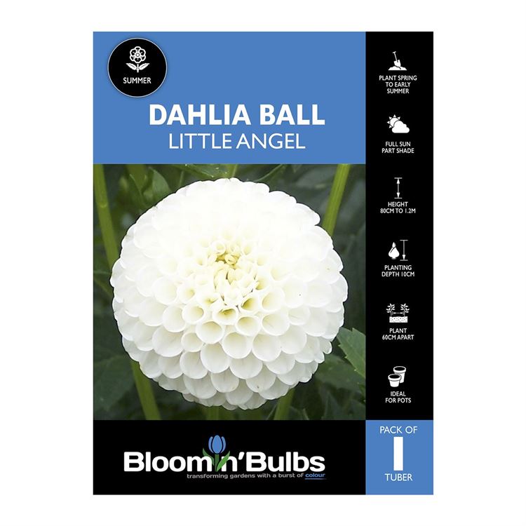 Picture of Dahlia Little Angel 1 Pack