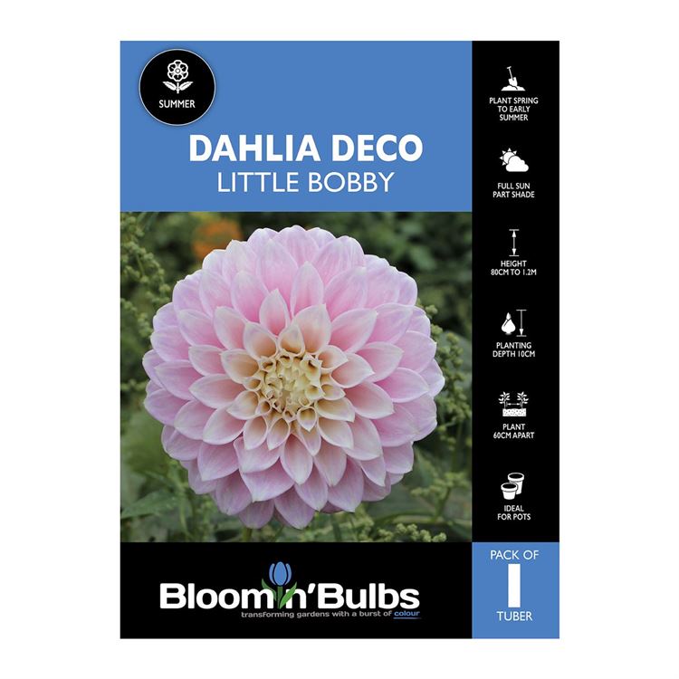 Picture of Dahlia Little Bobby 1 Pack