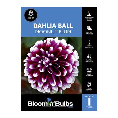 Picture of Dahlia Moonlit Plum 1 Pack
