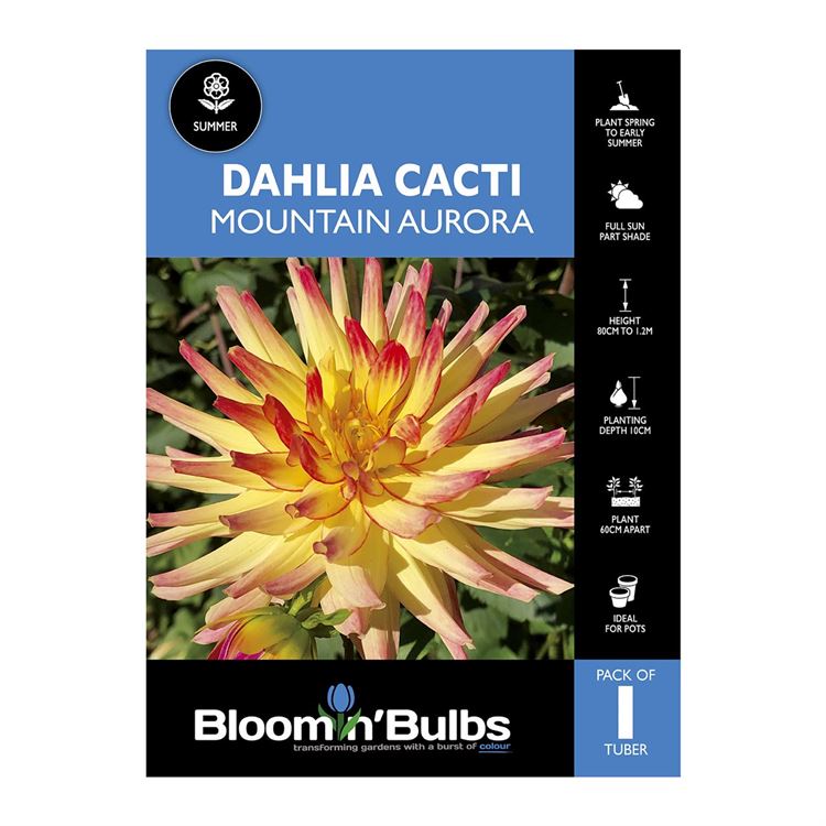 Picture of Dahlia Mountain Aurora 1 Pack