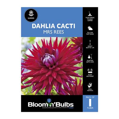 Picture of Dahlia Mrs Rees 1 Pack