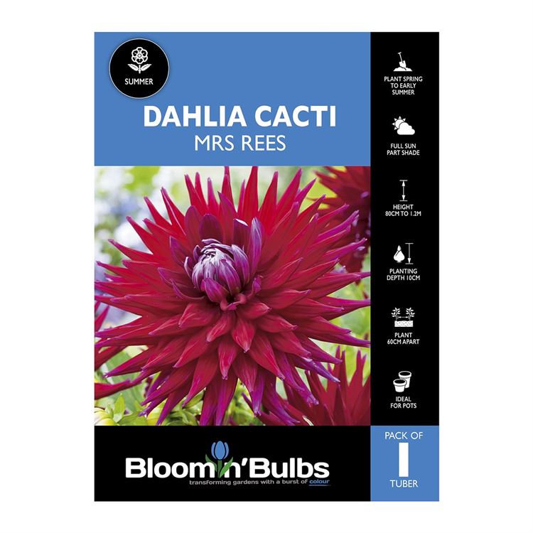 Picture of Dahlia Mrs Rees 1 Pack