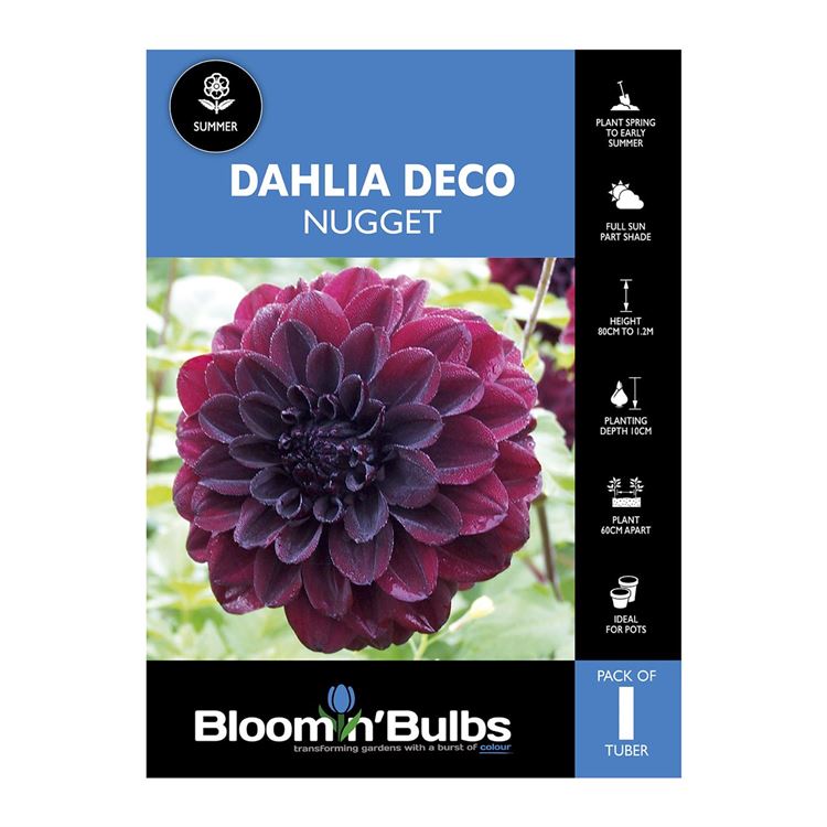 Picture of Dahlia Nugget 1 Pack