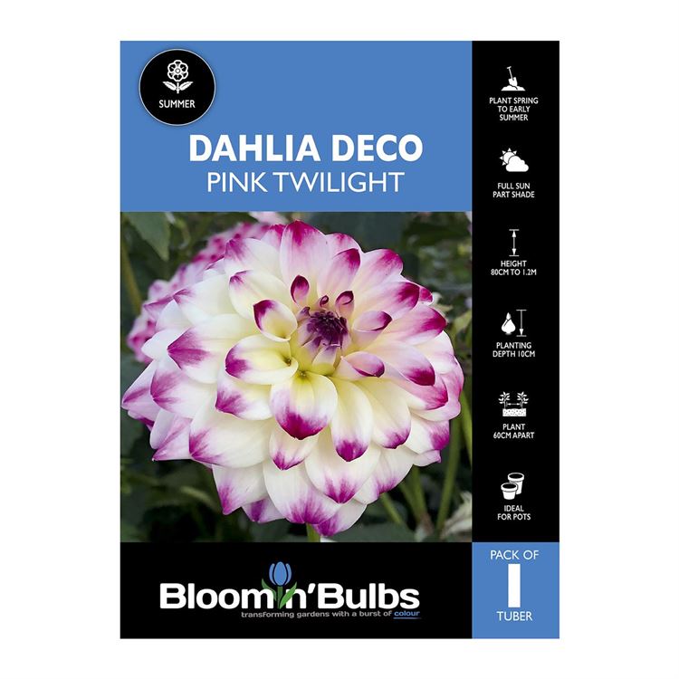 Picture of Dahlia Pink Twilight 1 Pack