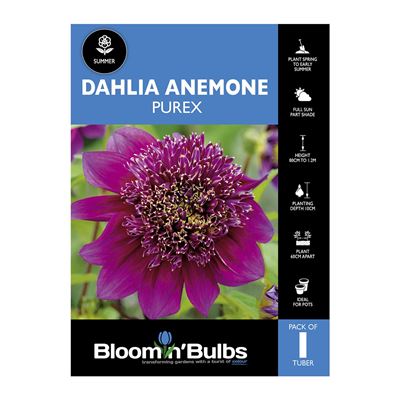 Picture of Dahlia Purex 1 Pack