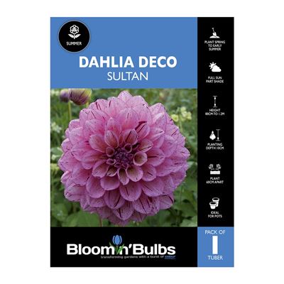 Picture of Dahlia Saltan 1 Pack