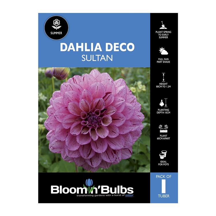Picture of Dahlia Saltan 1 Pack