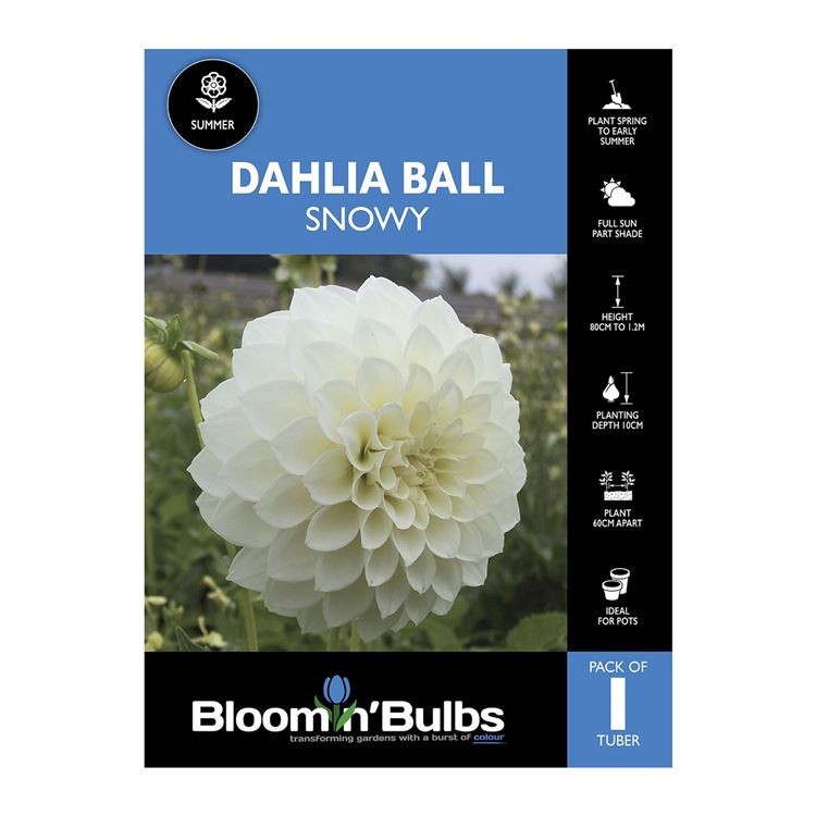 Picture of Dahlia Snowy 1 Pack