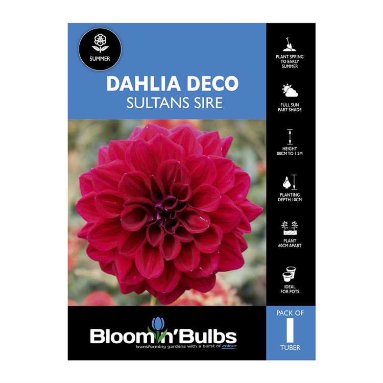 Picture of Dahlia Sultans Sire 1 Pack