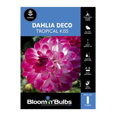 Picture of Dahlia Tropical Kiss 1 Pack