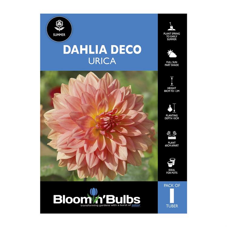 Picture of Dahlia Urica 1 Pack