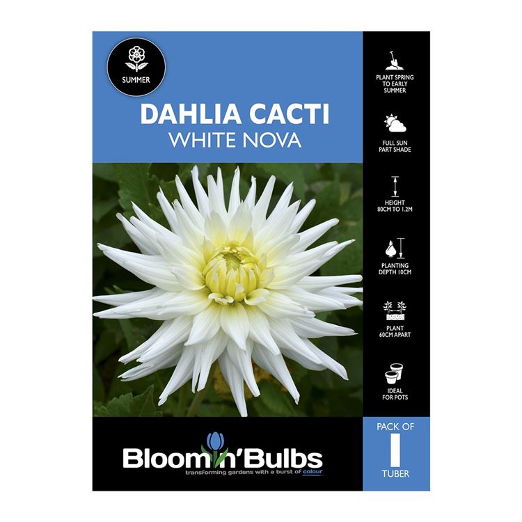 Picture of Dahlia White Nova 1 Pack