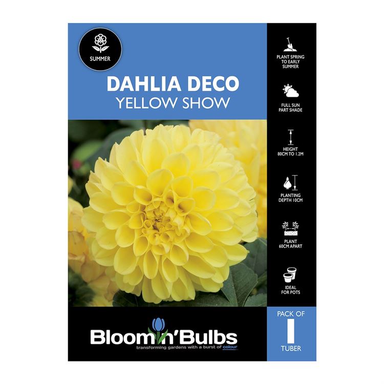 Picture of Dahlia Yellow Show 1 Pack