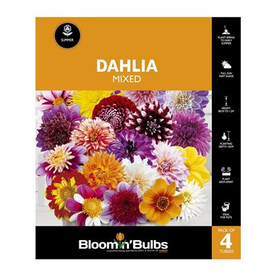 Picture of Dahlia Mixed 4 Pack