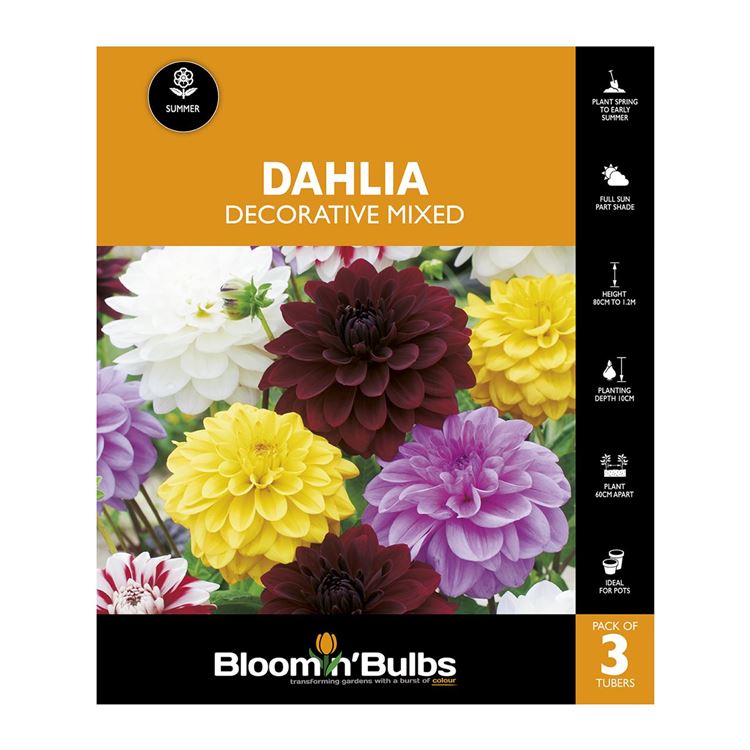 Picture of Dahlia Decorative Mixed 3 Pack