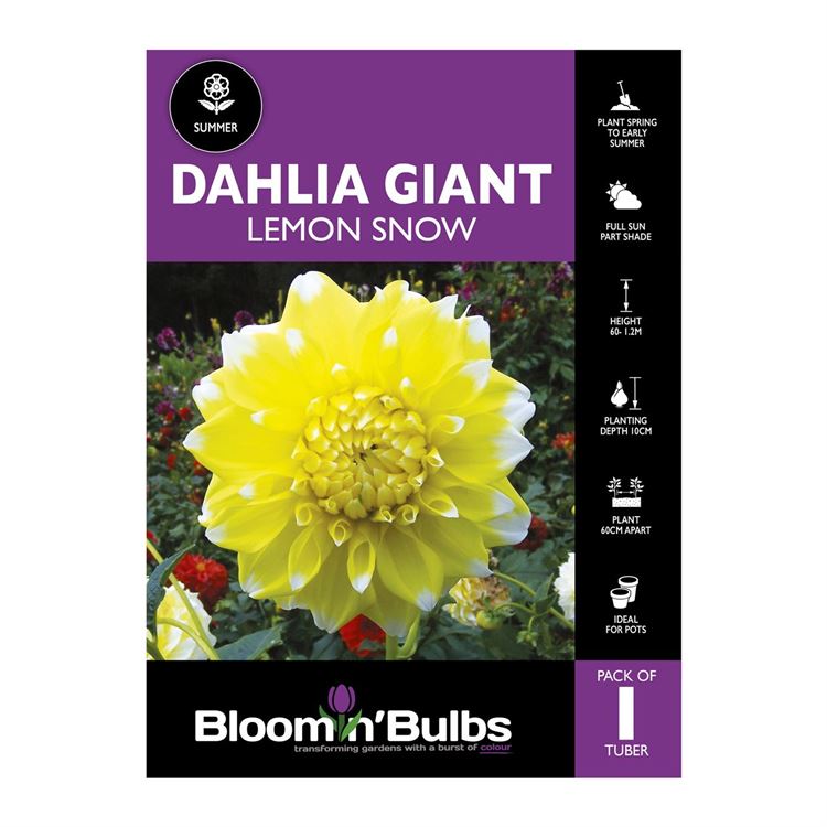 Picture of Dahlia Lemon Snow 1 Pack