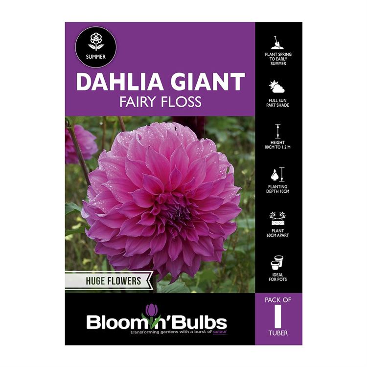 Picture of Dahlia Fairy Floss 1 Pack