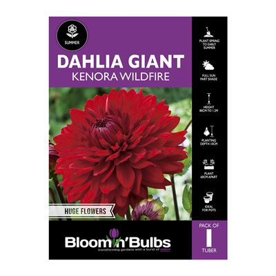 Picture of Dahlia Kenora Wildfire 1 Pack