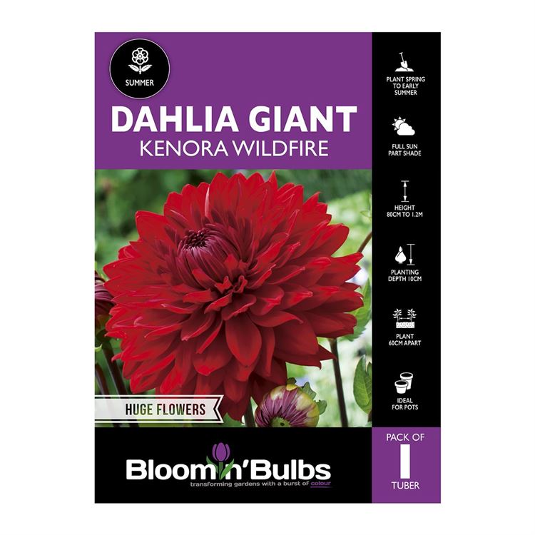 Picture of Dahlia Kenora Wildfire 1 Pack