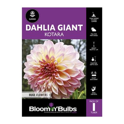 Picture of Dahlia Kotara 1 Pack