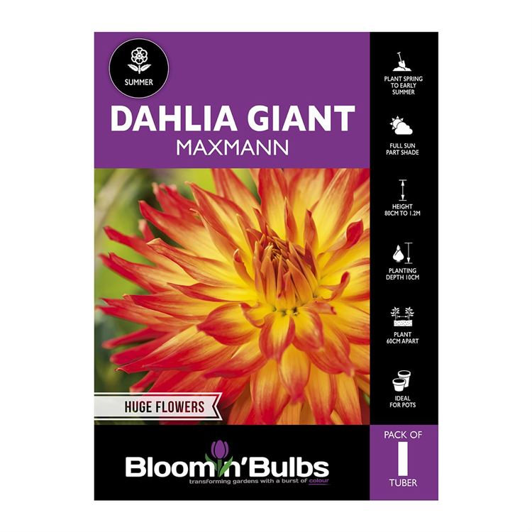 Picture of Dahlia Maxmann 1 Pack
