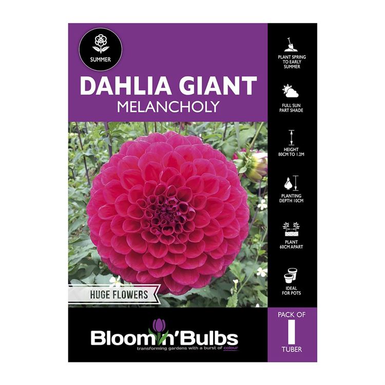 Picture of Dahlia Melancholy 1 Pack