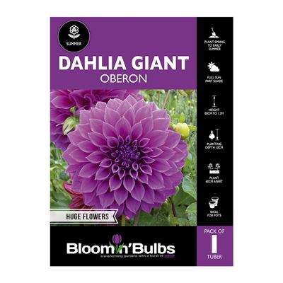 Picture of Dahlia Oberon 1 Pack