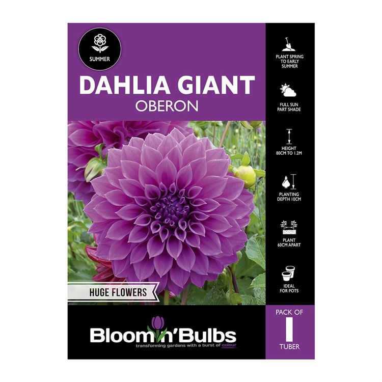 Picture of Dahlia Oberon 1 Pack