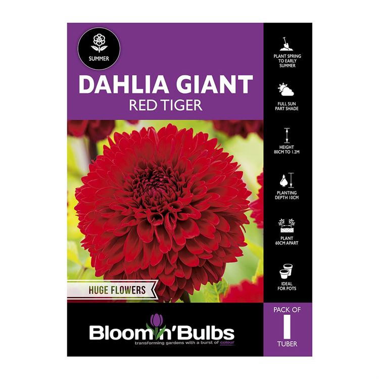 Picture of Dahlia Red Tiger 1 Pack