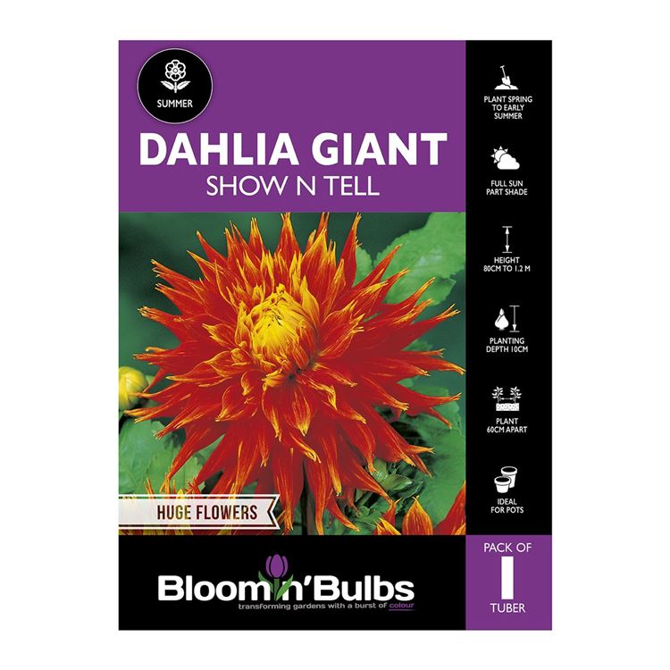 Picture of Dahlia Show N Tell 1 Pack