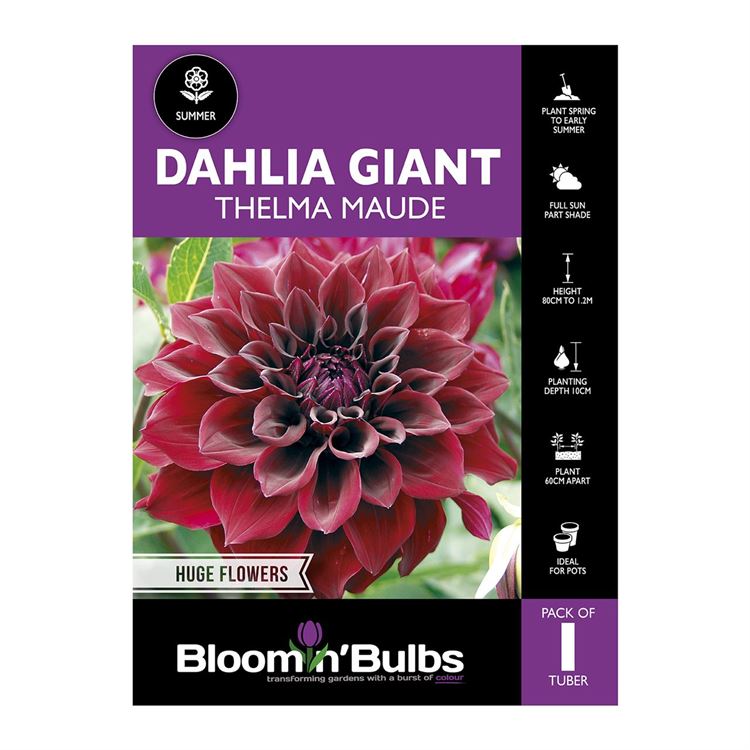 Picture of Dahlia Thelma Maude 1 Pack