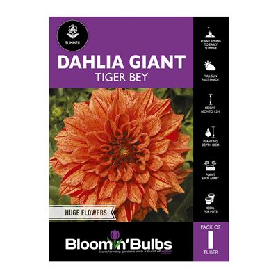 Picture of Dahlia Tiger Bey 1 Pack