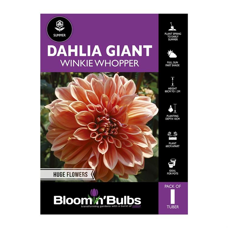 Picture of Dahlia Winkie Whopper 1 Pack