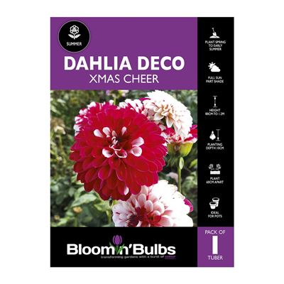Picture of Dahlia Xmas Cheer 1 Pack